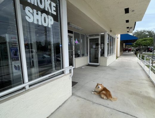 Sinless Vapes & Cigar Co. PARKLAND I CORAL SPRINGS – Get Exclusive Deals on Our App